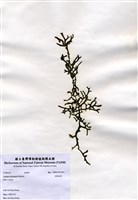 藏品(交織松藻)的圖片